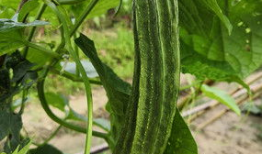 中国地产吃瓜爆料,吃瓜爆料背后的真相与内幕